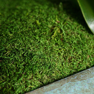 Supermoss Sheet Moss Fresh Green' - 8 oz