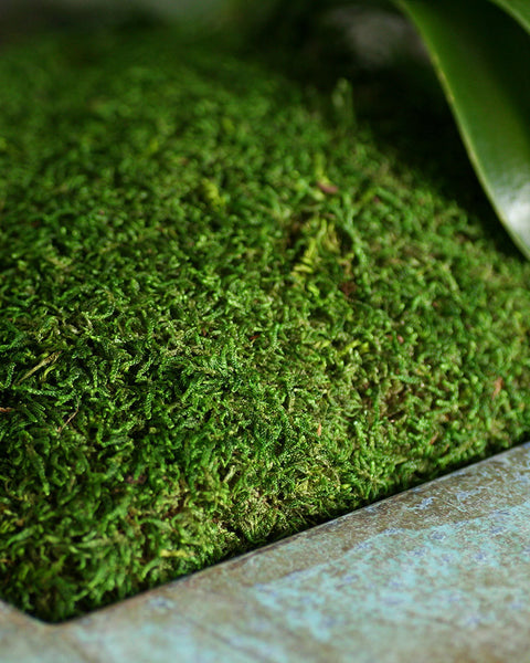 Supermoss Sheet Moss Fresh Green' - 8 oz