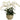 Faux Phalaenopsis Orchid in Star Pot White - 30 inch