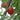 Alderman Plum
