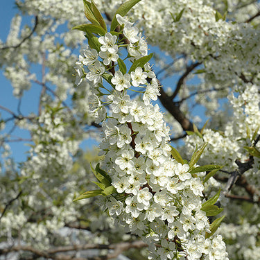Alderman Plum