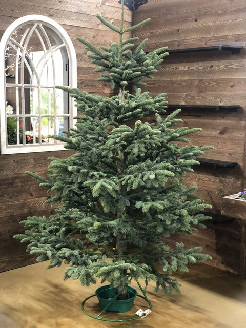 Alpine Noble Fir Cut Christmas Tree