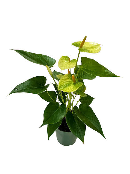 where to buy anthurium near me Anthurium 6 inch