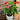 Anthurium