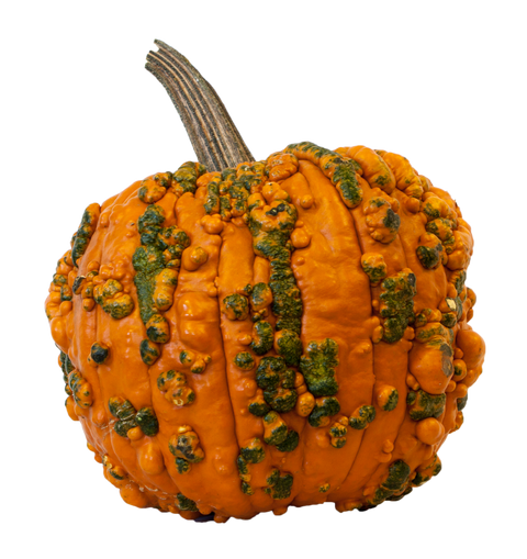 Orange Warted Specialty Pumpkin