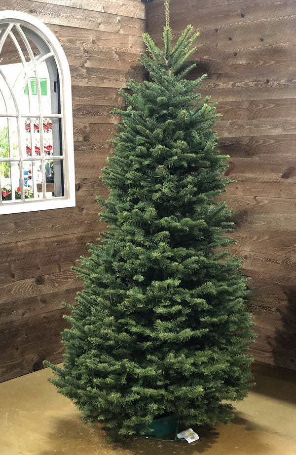 Noble Fir Cut Christmas Tree