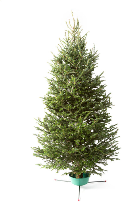 Fraser Fir Cut Christmas Tree