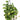Brasil Philodendron