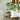 Swiss Cheese Plant Monstera