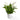 Peace Lily
