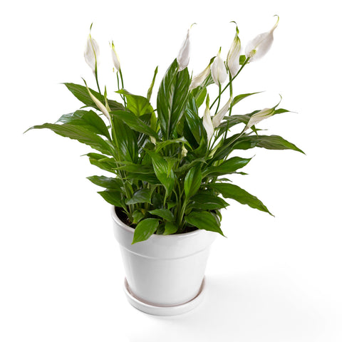 peace lilies near me Peace Lily