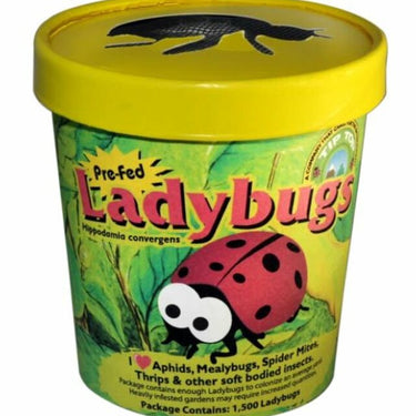 Tip Top Ladybugs In Cup - 750 count