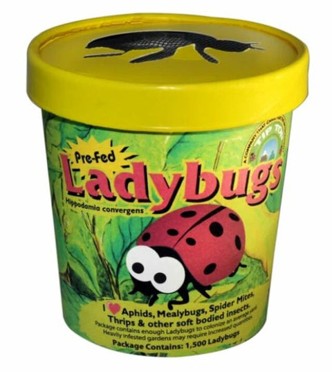 buy ladybugs for house plants Tip Top Ladybugs In Cup