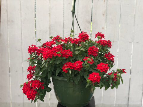 Verbena Hanging Basket - 12 inch