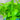 Neon Pothos