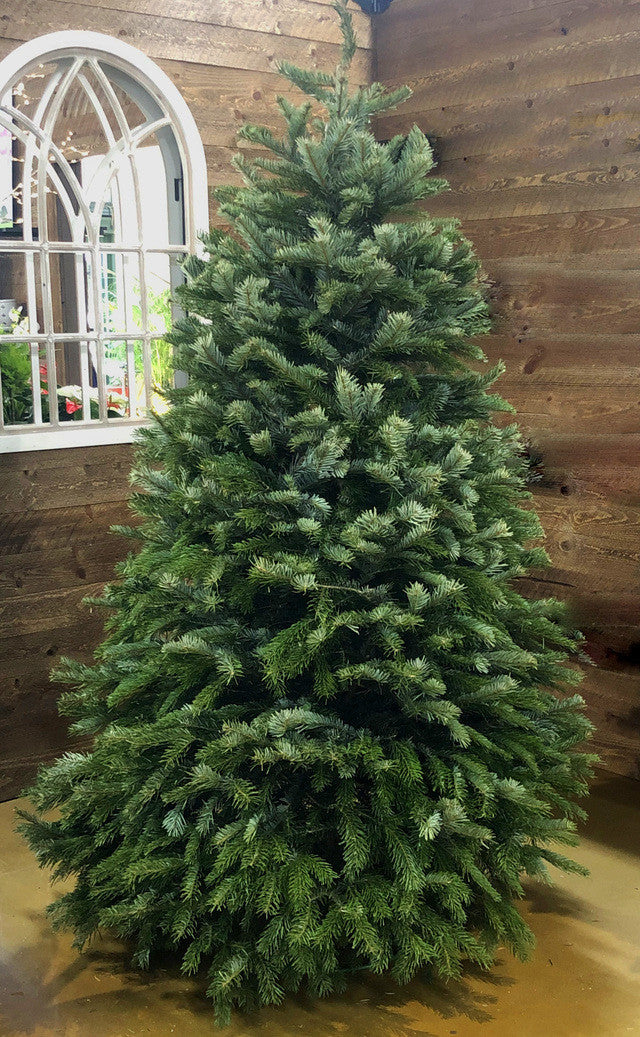 Nordman Fir Cut Christmas Tree Pike Nursery