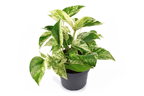 marble queen pothos growth rate Marble Queen Pothos