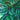 Medallion Rose Painted Calathea