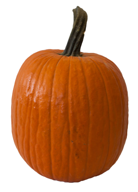 Orange Carving Pumpkin - X Large