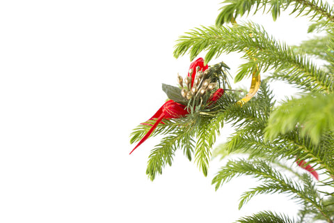 Norfolk Island Pine (Decorated)