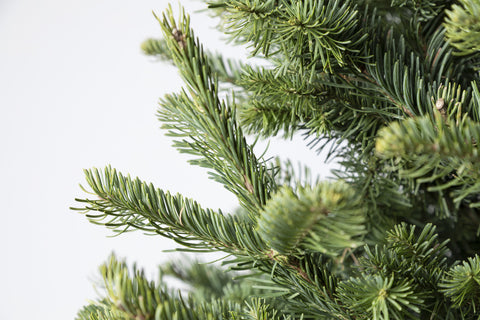 Noble Fir Cut Christmas Tree