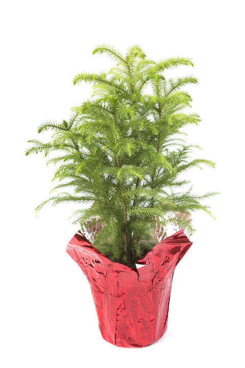 Norfolk Island Pine