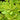 Banana Appeal Anise (Illicium)