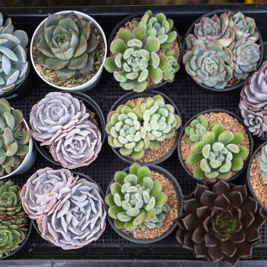 Assorted Succulents