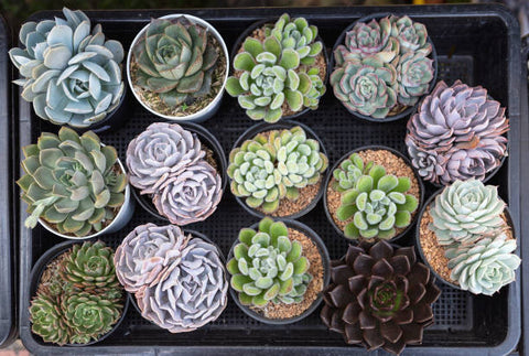 where do you buy succulents Assorted Succulents