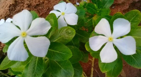 White Vinca