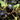Black Italian Fig