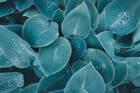 blue hosta plant indoor Blue Mixture Hosta – Pike Nursery