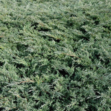 Blue Rug Juniper