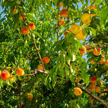 PRUNUS HARVESTER YLW PEACH