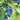 Brightwell Blueberry