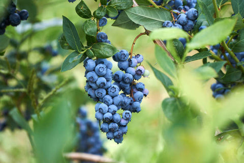 Brightwell Blueberry