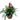 Bromeliad Triple Combo Arrangement