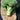 Vegetable Broccoli