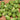 Vegetable Brussel Sprouts