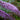Dapper Lavender Butterfly Bush