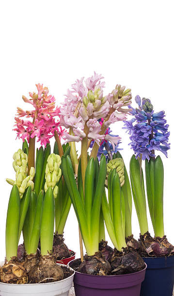 Assorted Forced Spring Bulbs