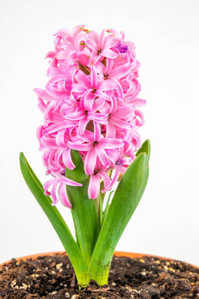 Assorted Forced Spring Bulbs – Pike Nursery