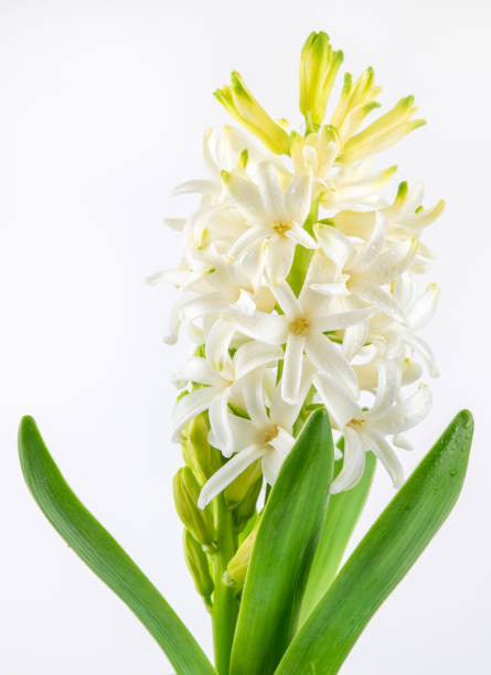 Assorted Forced Spring Bulbs – Pike Nursery
