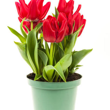 Assorted Forced Spring Bulbs