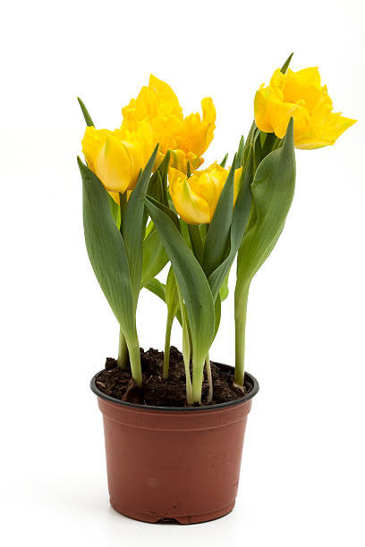 Assorted Forced Spring Bulbs – Pike Nursery