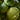 Vegetable Cabbage