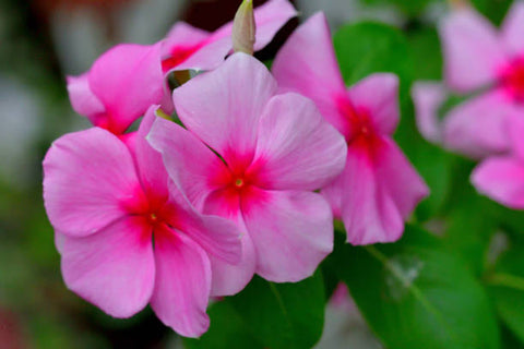 Pink Vinca