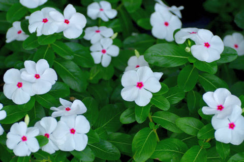 White Polka Dot Vinca