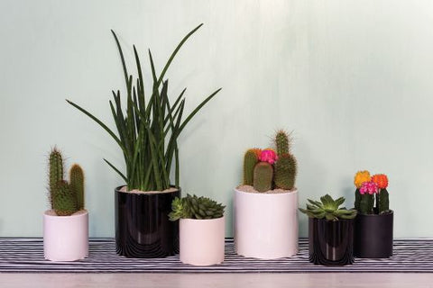 black shiny plant pots Cercle Shiny Black Pot 4.25"x4.25"