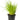 Chives Herb